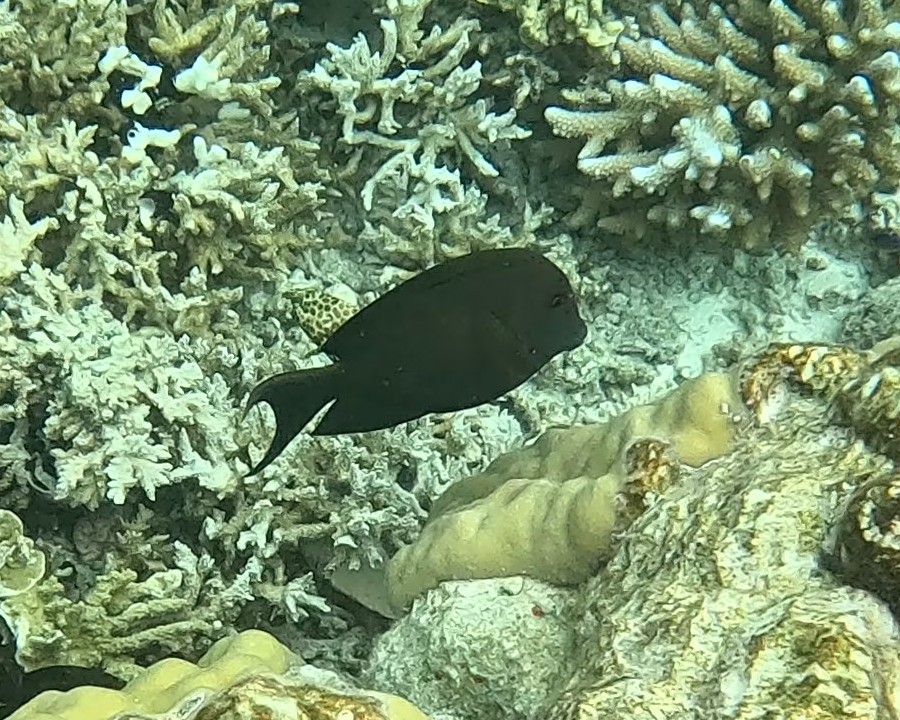 Snorkelling in the Rock Islands