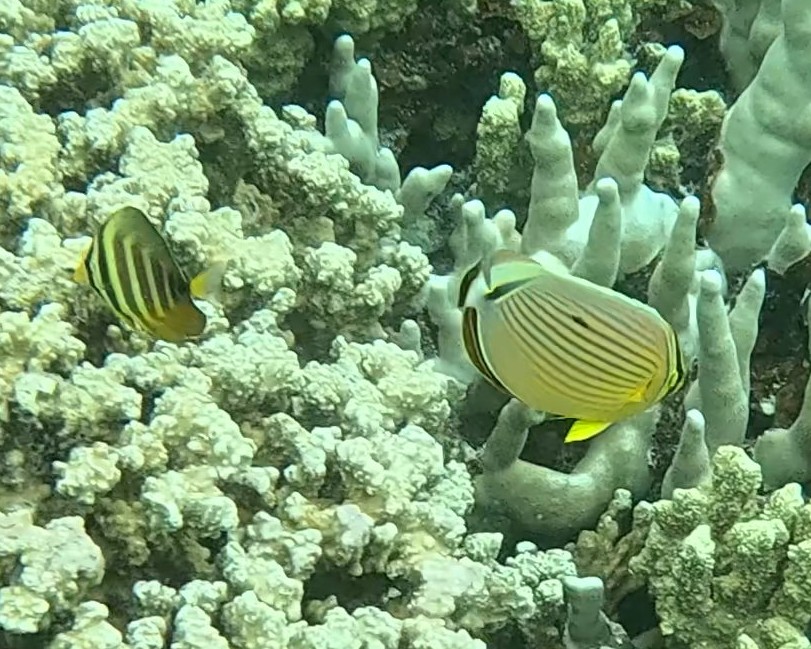 Snorkelling in the Rock Islands