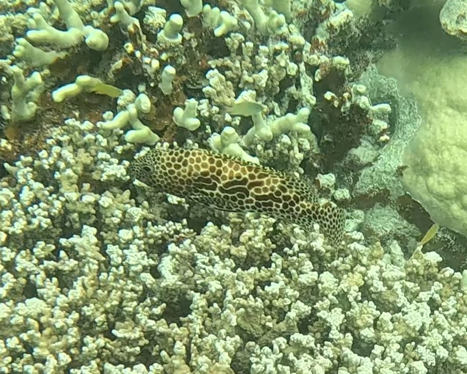 Snorkelling in the Rock Islands