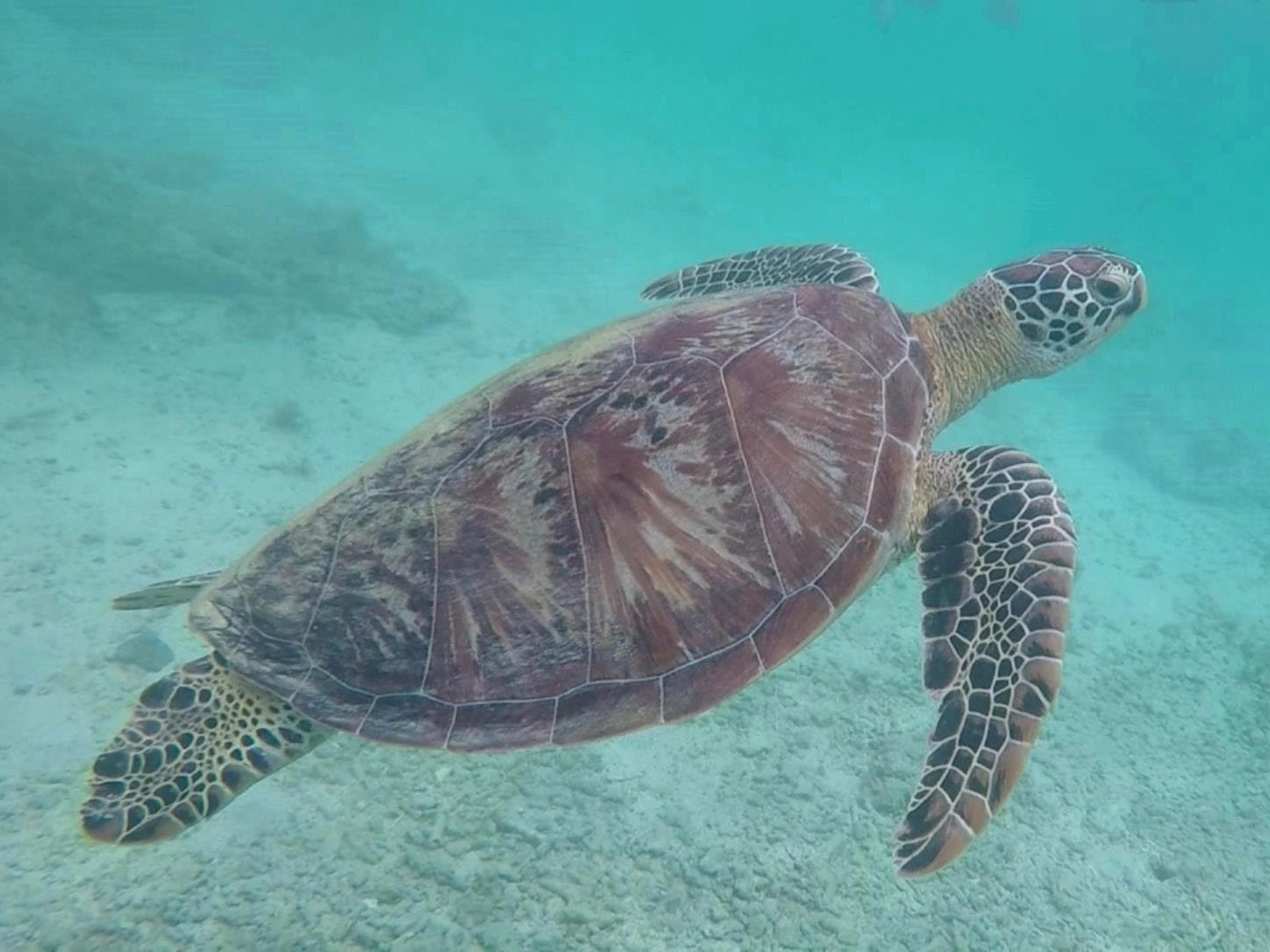 moalboal turtles