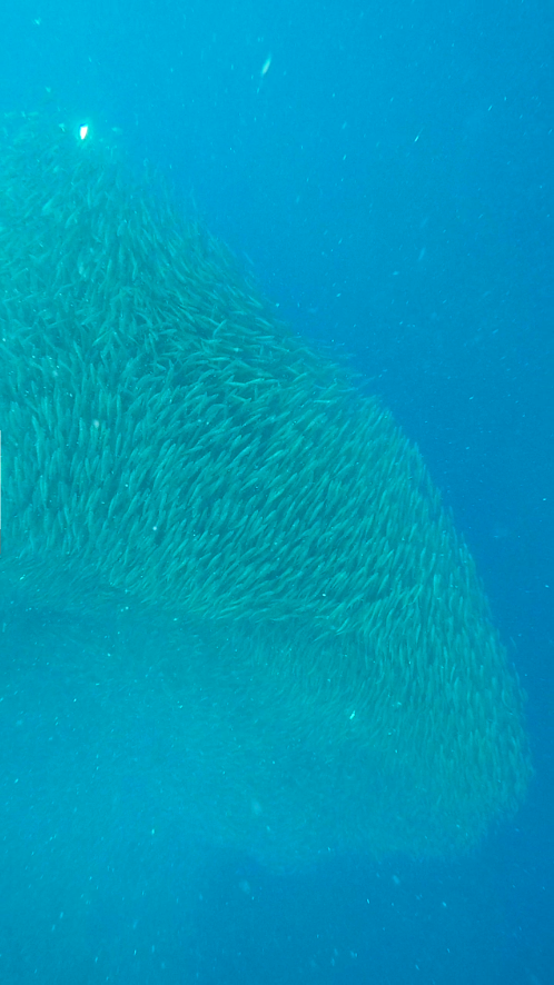 sardine run moalboal