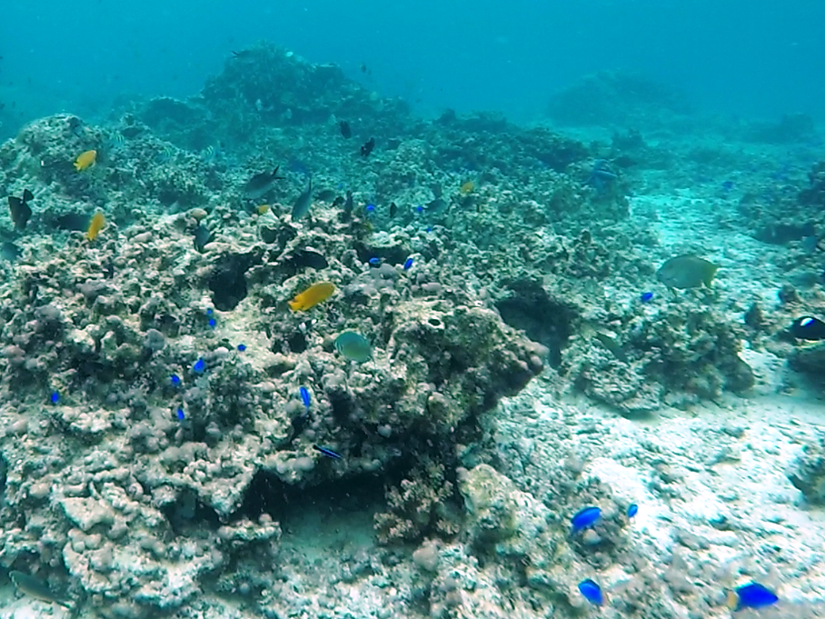 pescador island snorkelling 