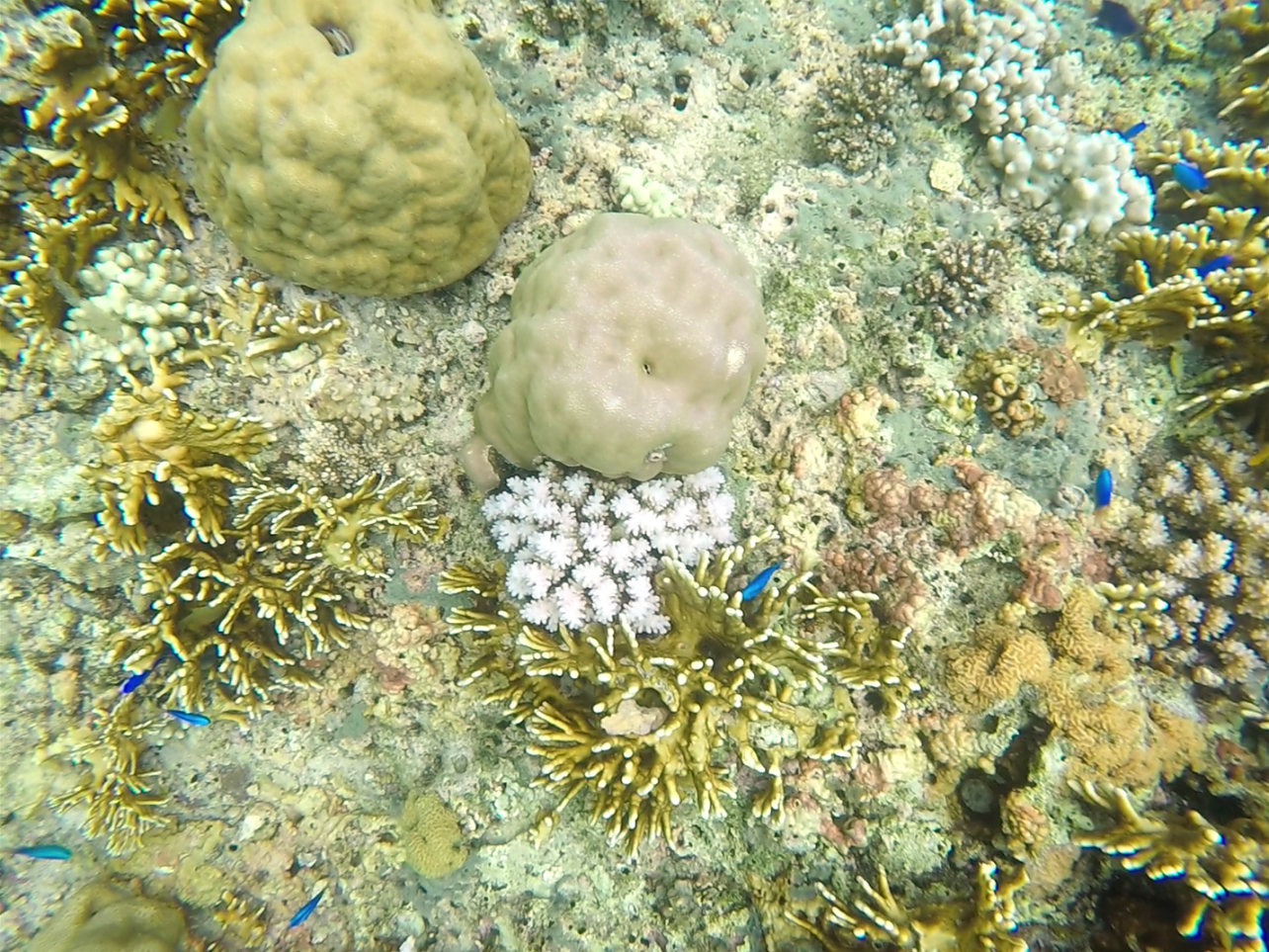 pescador island snorkelling 