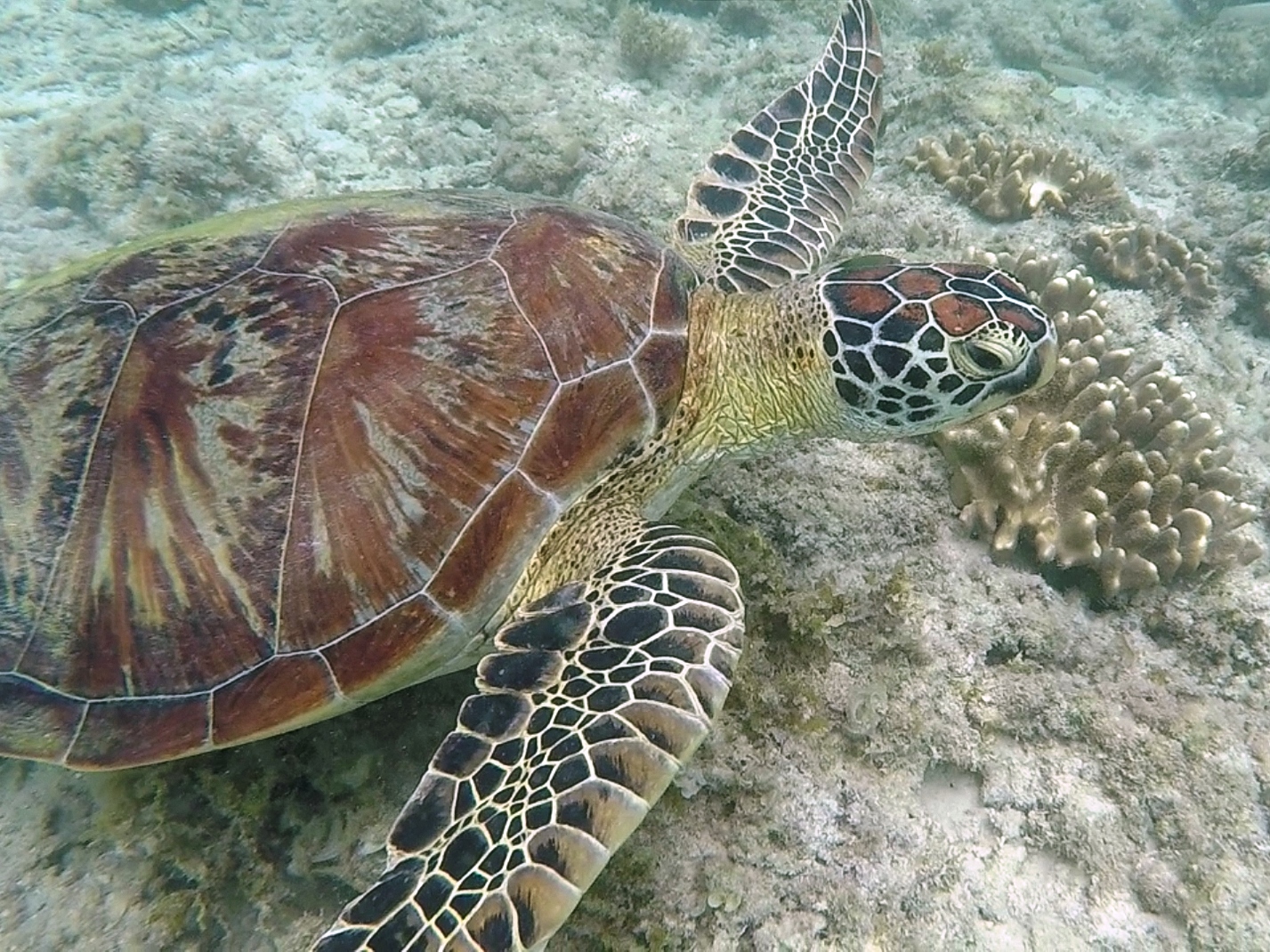 moalboal turtle