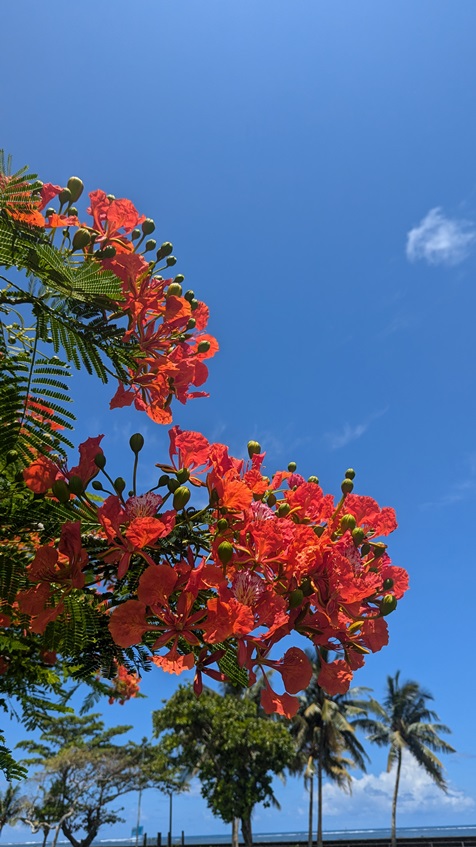 samoan flower