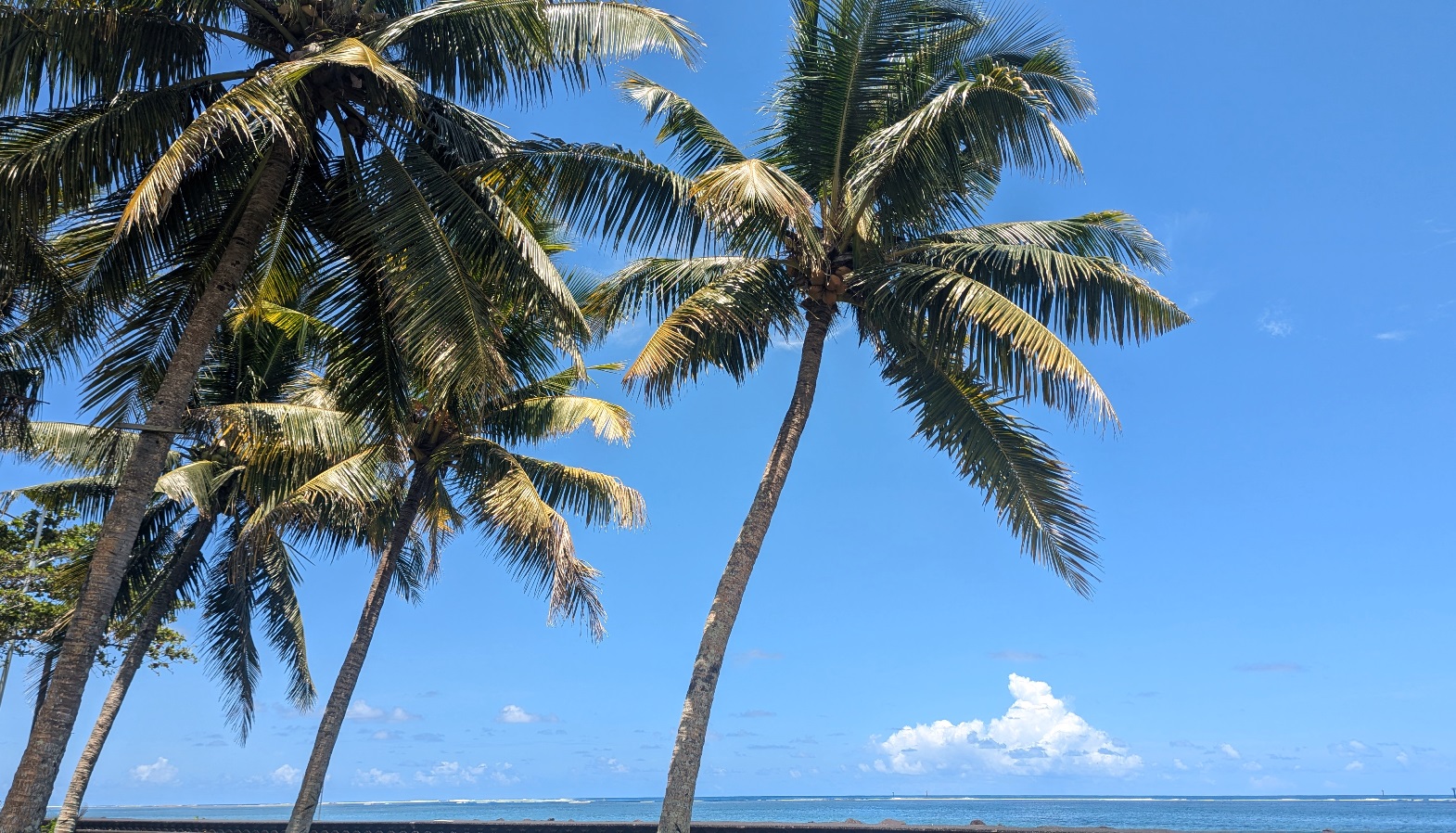 samoa palms