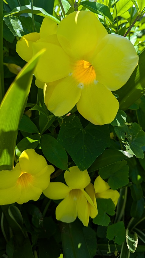 samoan flower