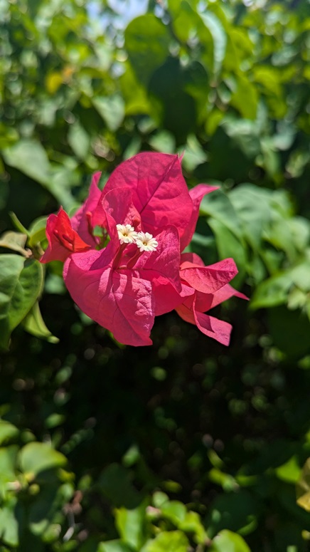 samoan flower