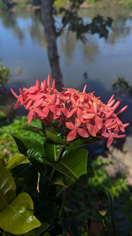 samoan flower