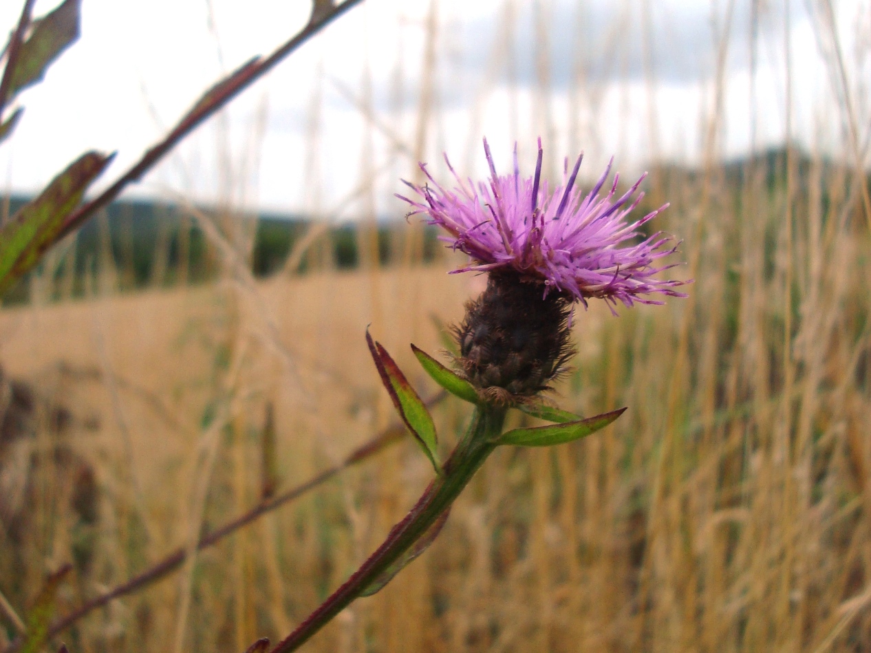 scottish thistle