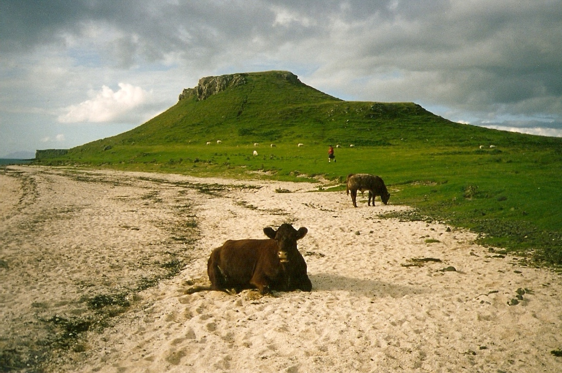 scottish cow on beach