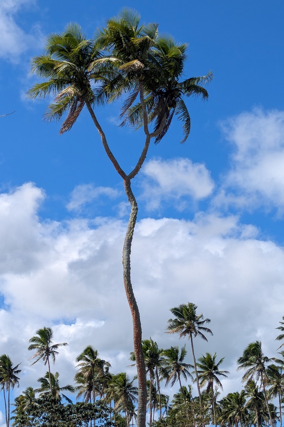 Three-headed coconut