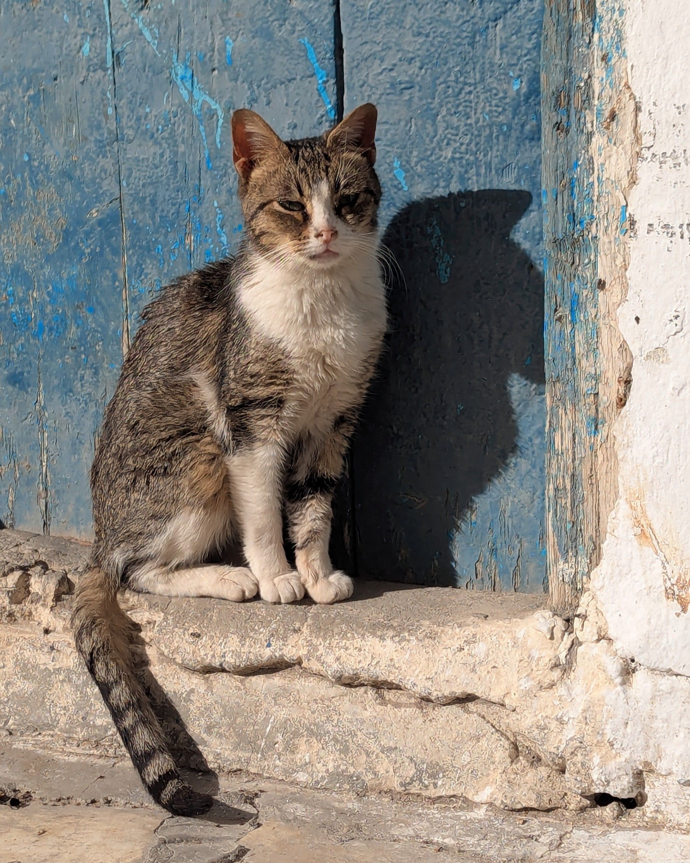 Hammamet street cat