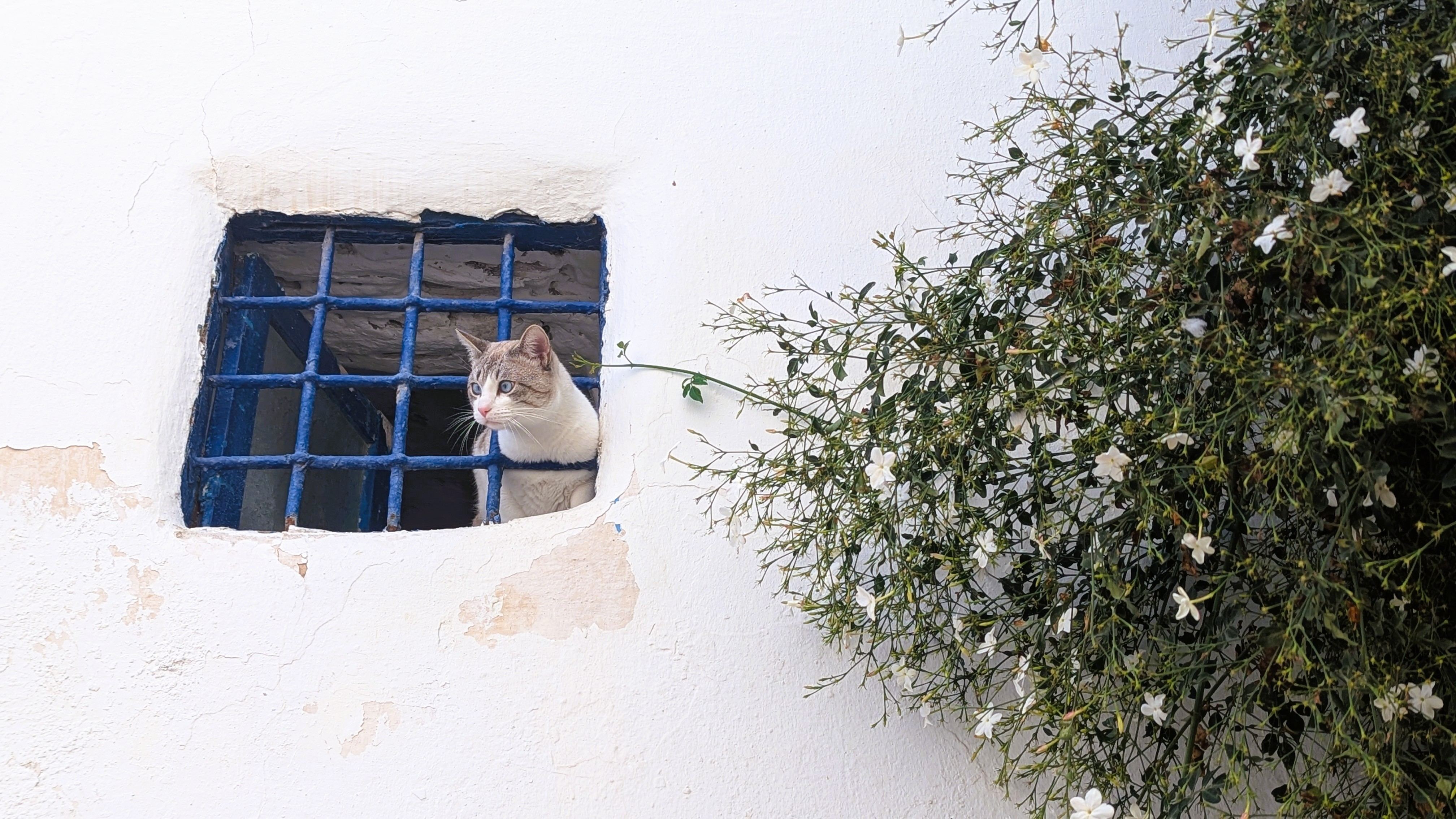 sidi bou said cat