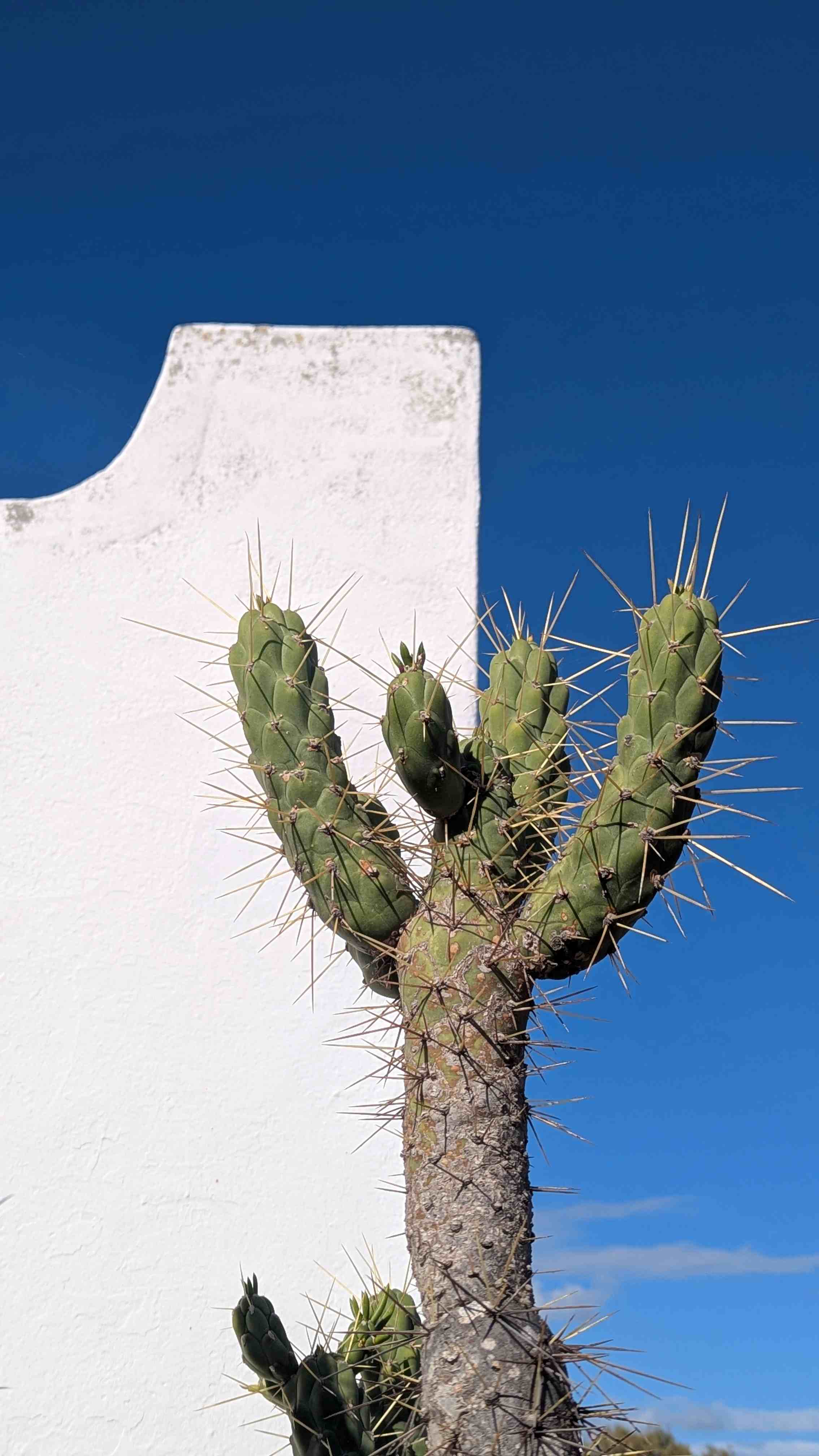 Hammamet's cool blues and whites