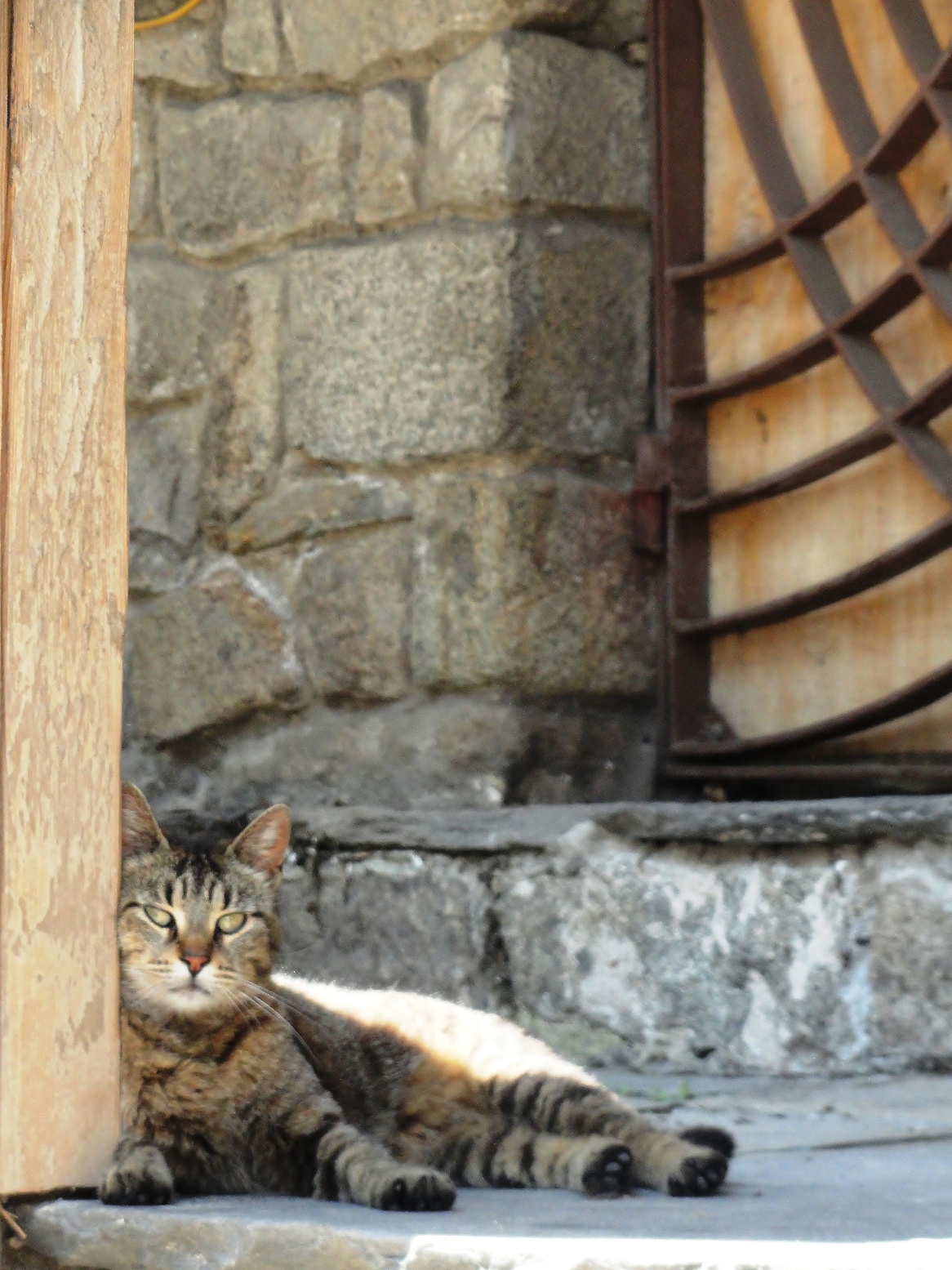 old plovdiv cat