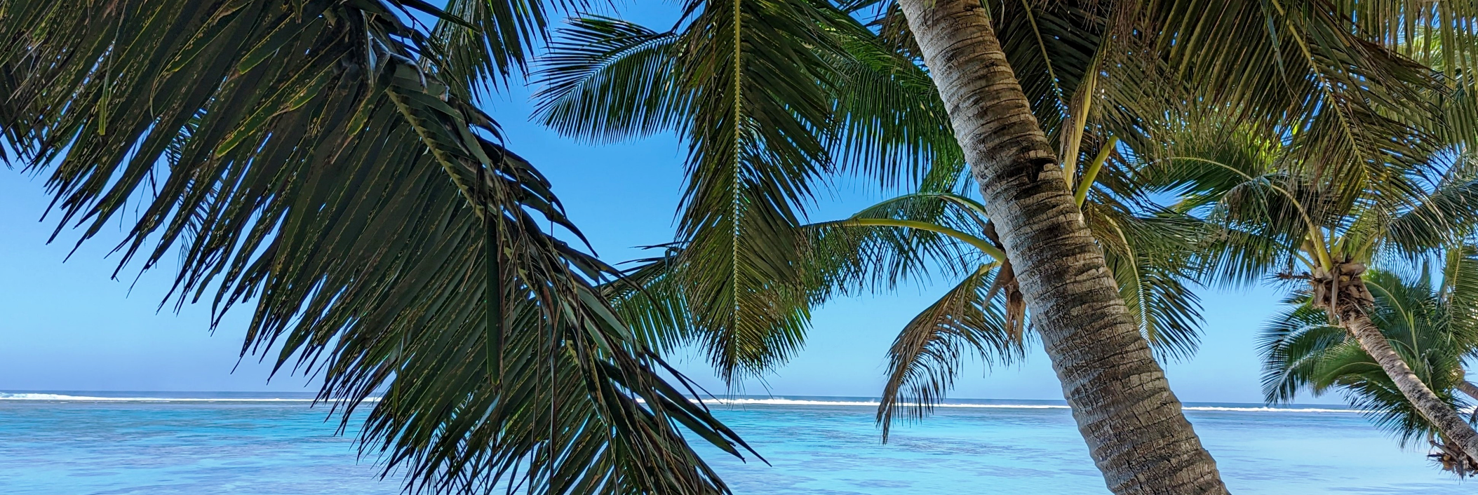 cook islands palm trees