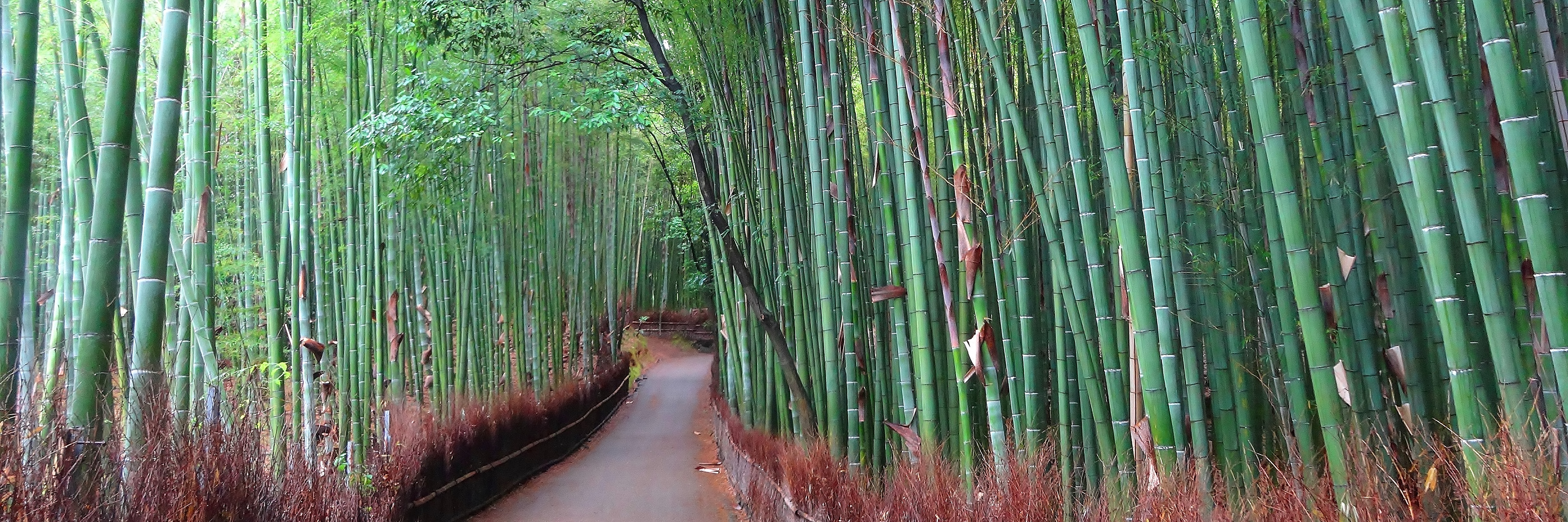 kyoto bamboo grove japan