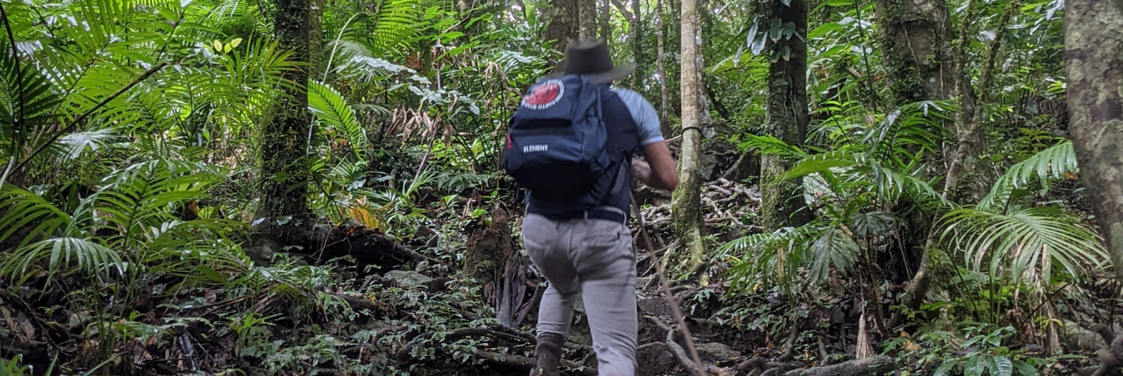 daintree rainforest