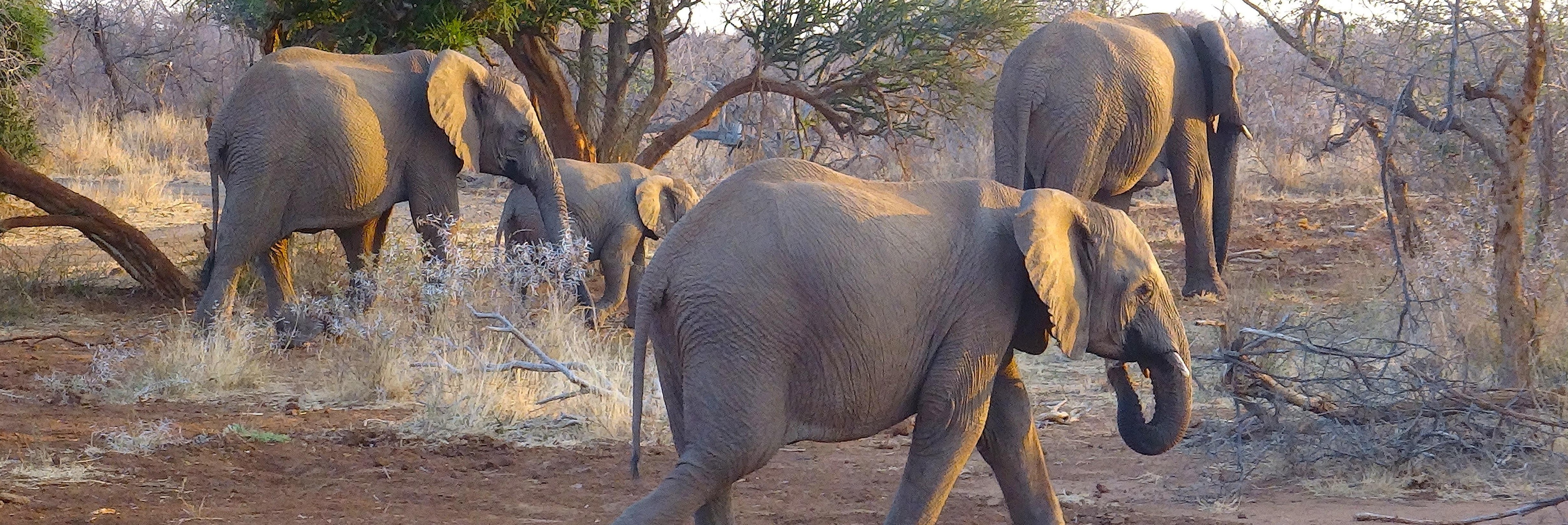 Pilanwesberg elephants