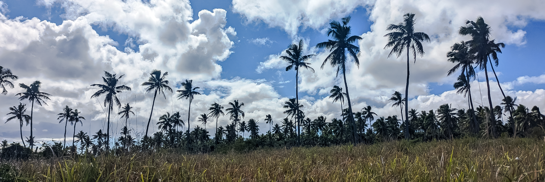 tonga palms