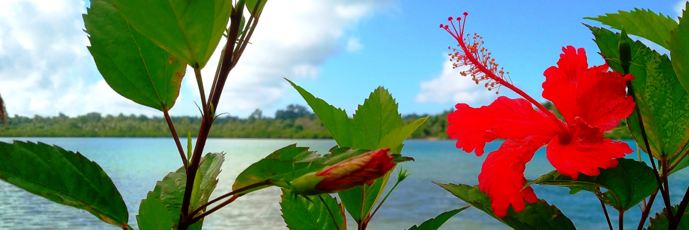 vanuatu hibiscus